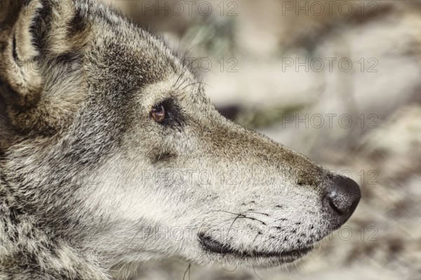 Close up Portrait of the Grey Wolf Varna, Bulgaria, Europe
