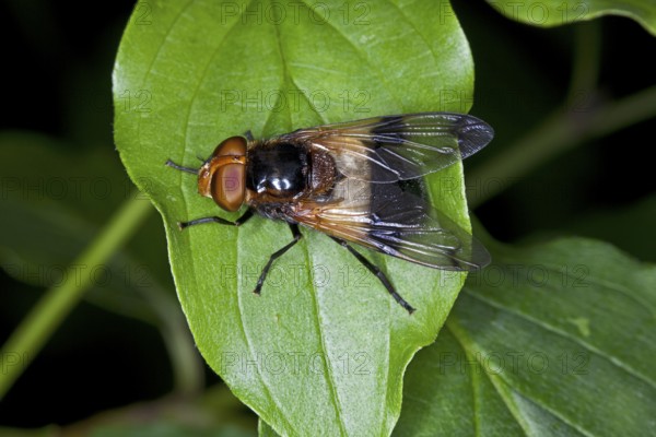 Volucella pellucens, Pellucid Fly, Hover Fly