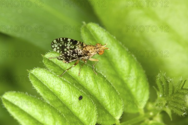 Oxyna flavipennis, Fruit Fly