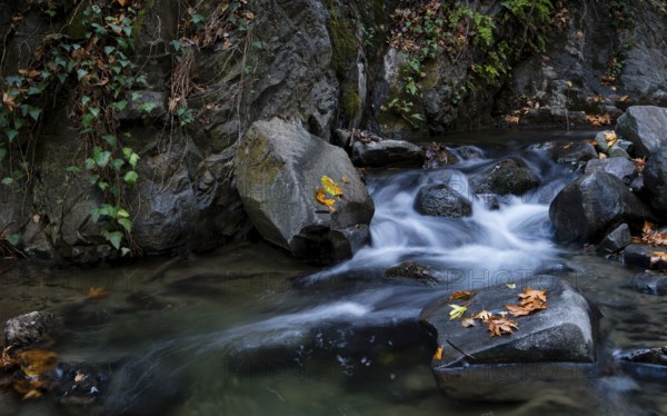 Water stream in the forest with yellow maple leaves on rocks in Autumn at Troodos mountains in Cyprus