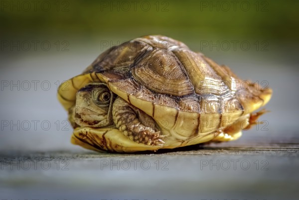 A baby turtle peeks out of its shell