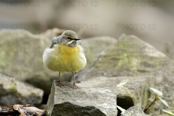 Grey wagtail on a stone. Grey Wagtail on a stone