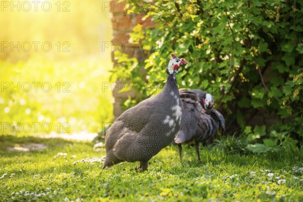 Guinea fowl grazing on green backyard grass