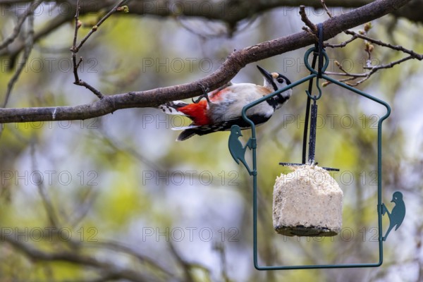 Feeding birds