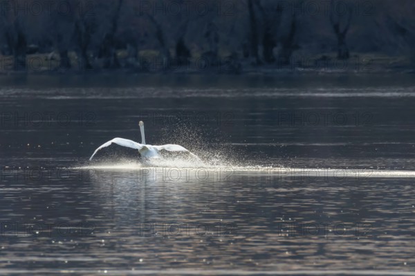 Swan landing on water