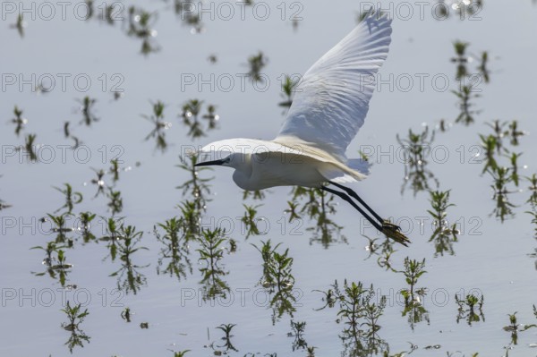 Little Egret in Flight (Egretta garzetta) Small White Heron