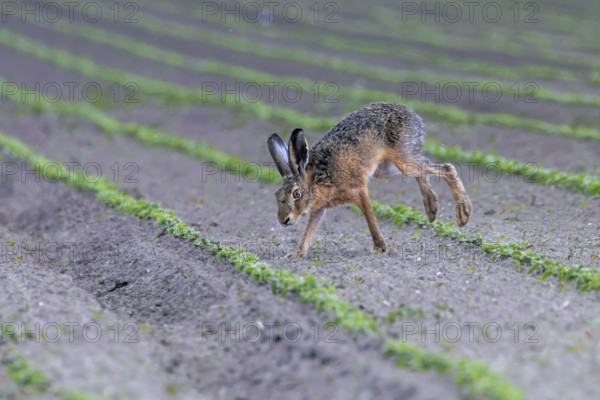 European Brown Hare (Lepus europeaus) running in field