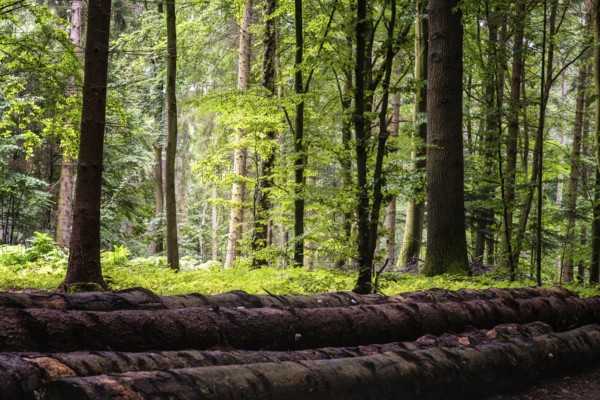 Woodland area of Granitz with European beech, Fagus sylvatica, and sessile oak, Quercus petraea, in Southeast Rugen Biosphere Reserve, Germany, Europe