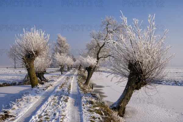 Riped willows along the Tiendweg road near Hardinxveld-Giessendam