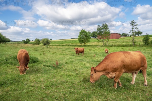 Rural scenery with a herd of brown cows, of the German Limpurger cattle breed, grazing on a green meadow, on a sunny day of summer, in Germany