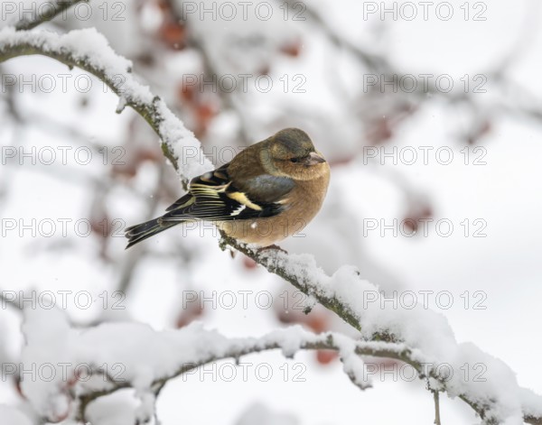 Closeup of a male chaffinch sitting on a snow covered tree