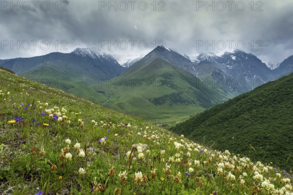Mountain landscape with blooming meadows in springtime