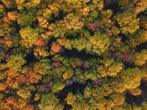 Colorful forest from above, autumn colors leaves on trees in the park