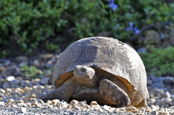 A Leopard Tortoise, in the Addo Elephant National Park, South Africa, Africa