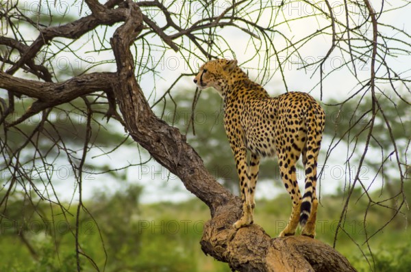 Cheetah perched on a dead tree in Samburu Park in central Kenya