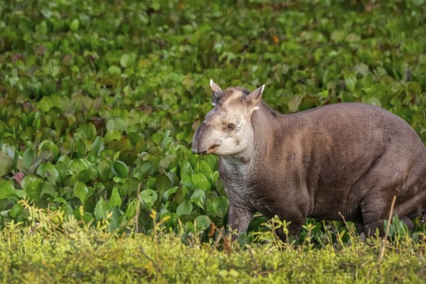 Close-up of a Tapir walking along a lagoon with water plants at dusk light, Pantanal Wetlands, Mato Grosso, Brazil, South America
