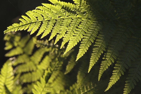 Close-up of Fern in the forest