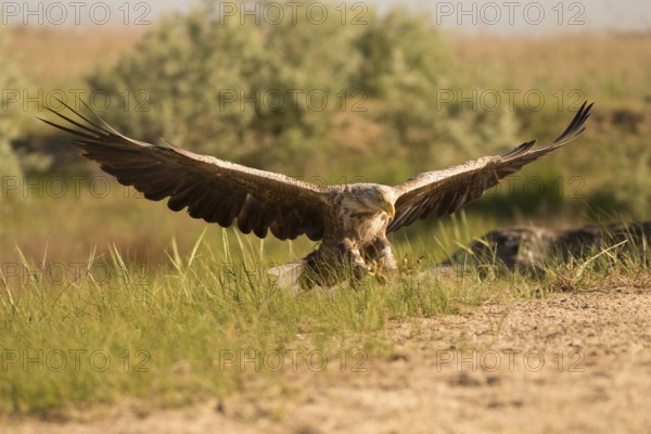 Landing white-tailed eagle in frontal view