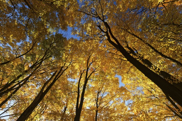 Nature, autumnal forest, view from below into the tree tops, Province of Quebec, Canada, North America