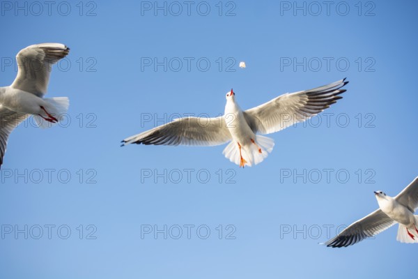 Seagull flying over the sea in Istanbul urban environment