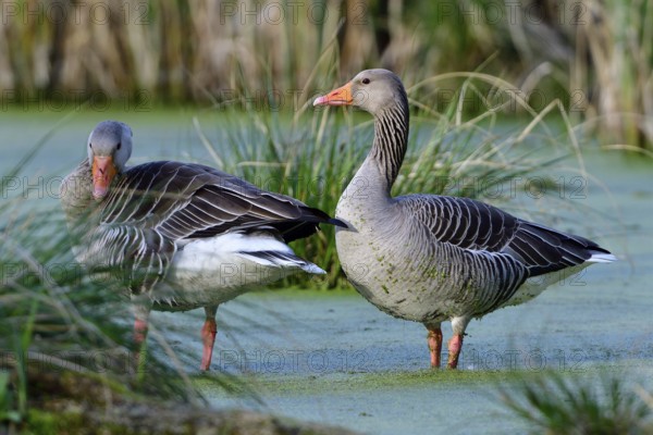 Greylag goose in spring during courtship and territory defence, Greylag goose in the morning sun in a lake