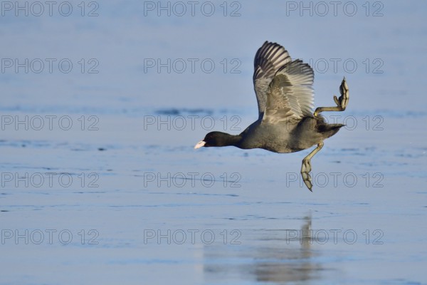 Eurasian coot in flight, Eurasian coot in winter in saxon