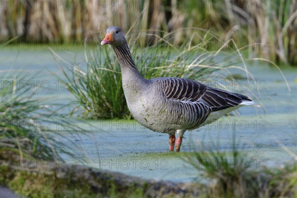 Greylag geese in spring, Greylag goose in the morning sun in a lake