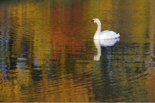 Mute swan in autumn