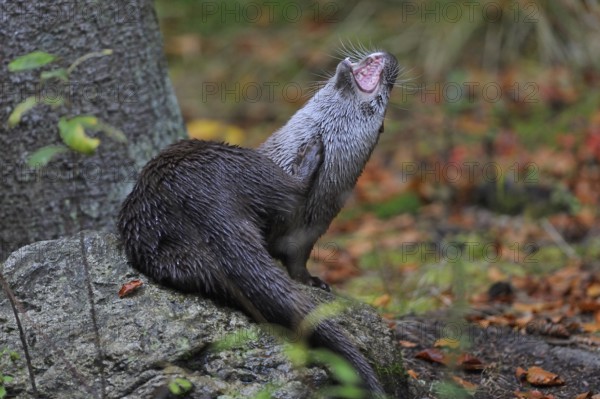 European otter, European otter (Lutra lutra)