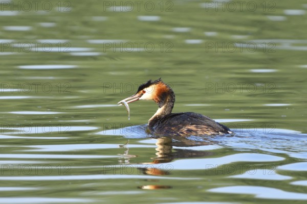 Great crested grebe, Great crested grebe, Podiceps cristatus, Grebe, Europe, Europe, Germany, Germany, Europe