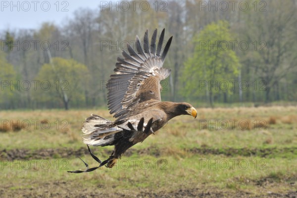 Giant Eagle, Haliaeetus pelagicus, flight, fly