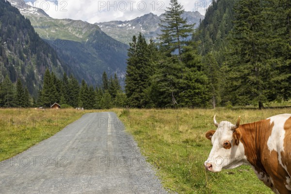 Impressions from Mallnitz Hohe Tauern National Park Seebachtal