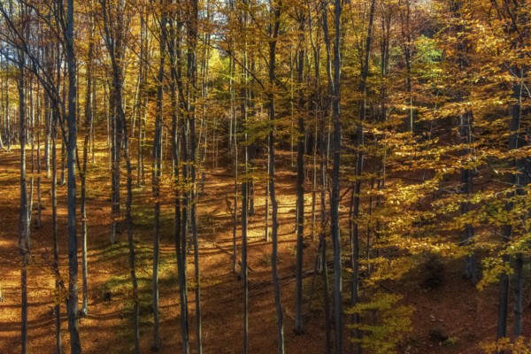 Beautiful landscape in mountain bright autumn forest, sunny day