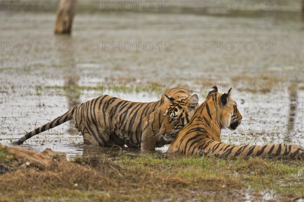 Bengal Tiger in Ranthambhore national park, rajasthan, India, Asia