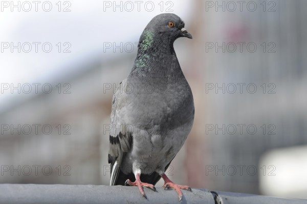 Pigeon closeup on blurred background, Hamburg, Germany, Europe