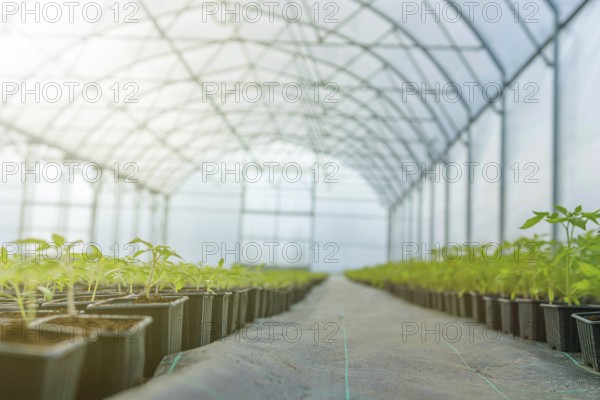 Rows of Potted Seedlings in Greenhouse