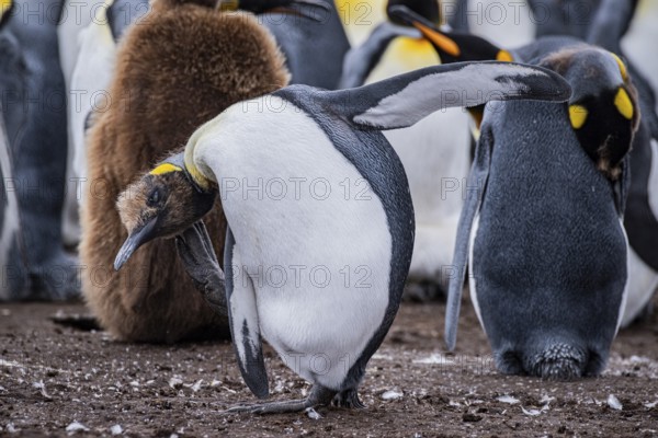 King penguin (Aptenodytes patagonicus), young animal scratching itself, Volunteer Point, Falkland Islands, Great Britain, South Atlantic, South America