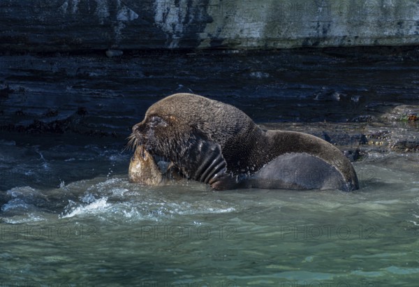 Male maned seal (Otaria flavescens) mating with a female, Bleaker Island, Falkland Islands, Great Britain, South Atlantic, South America