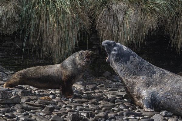 Male Southern elephant seal (Mirounga leonina, right) and male maned seal, also known as sea lion (Otaria flavescens, left), threatening each other, Bleaker Island, Falkland Islands, Great Britain, South Atlantic Ocean, South America