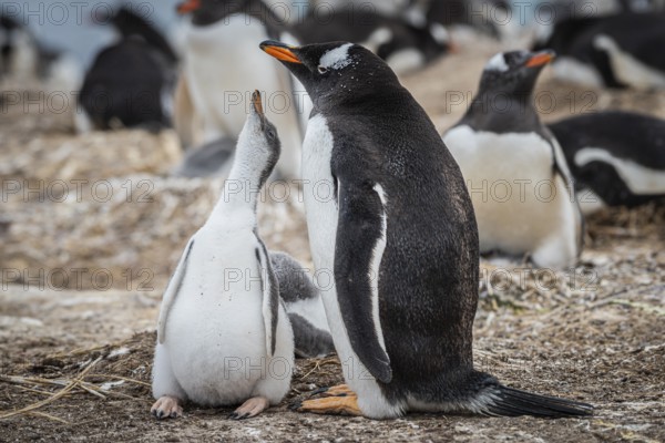 Gentoo penguin (Pygoscelis papua) with chicks in a nest, Pebble Island, Falkland Islands, Great Britain, South Atlantic, South America