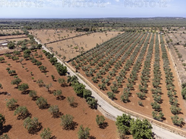 Olive grove on the way to L'Àguila, Llucmajor, Mallorca, Spain, Europe