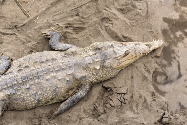 Crocodile