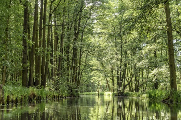 Landscape with watercourses and forest in the Spreewald in Brandenburg in Germany