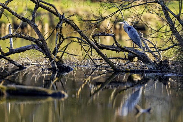 A heron sits on a tree branch above the water, surrounded by a harmonious and tranquil natural backdrop, The grey heron (Ardea cinerea)