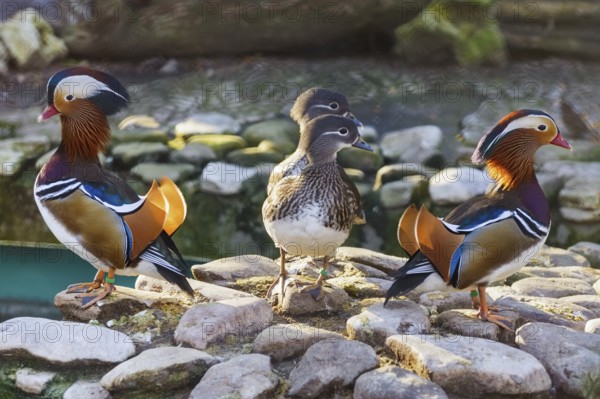 Mandarin Ducks On A Stone Varna, Bulgaria, Europe