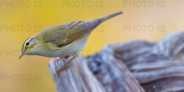 Willow Warbler, Phylloscopus trochilus, Mediterranean Forest, Castile Leon, Spain, Europe