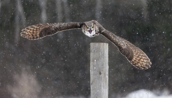 A captive great horned owl (Bubo virginianus) also known as a tiger owl at a bird of prey sanctuary in winter