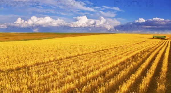 Huge field in state Montana after harvesting