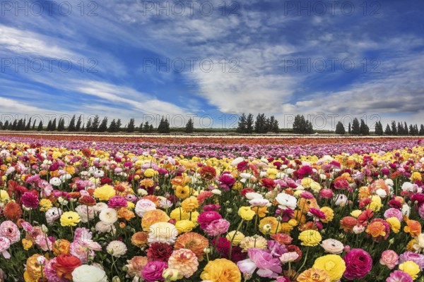 Huge field of blossoming buttercups. Spring carpet flowers. Israeli kibbutz