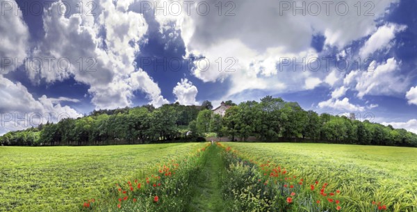 Way between barley fields, Eichstaett, Bavaria, Germany, Europe